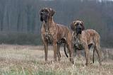 DOGUE ALLEMAND 666